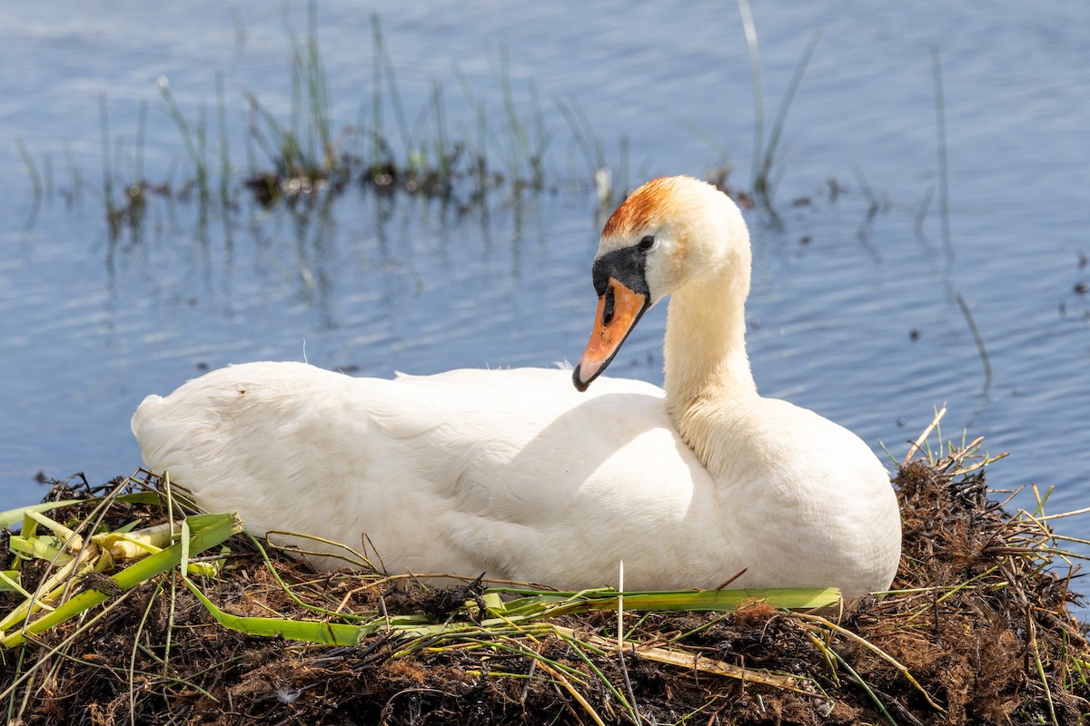 Höckerschwan - ML638329378