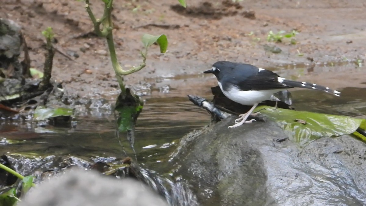 Sunda Forktail - ML638329379