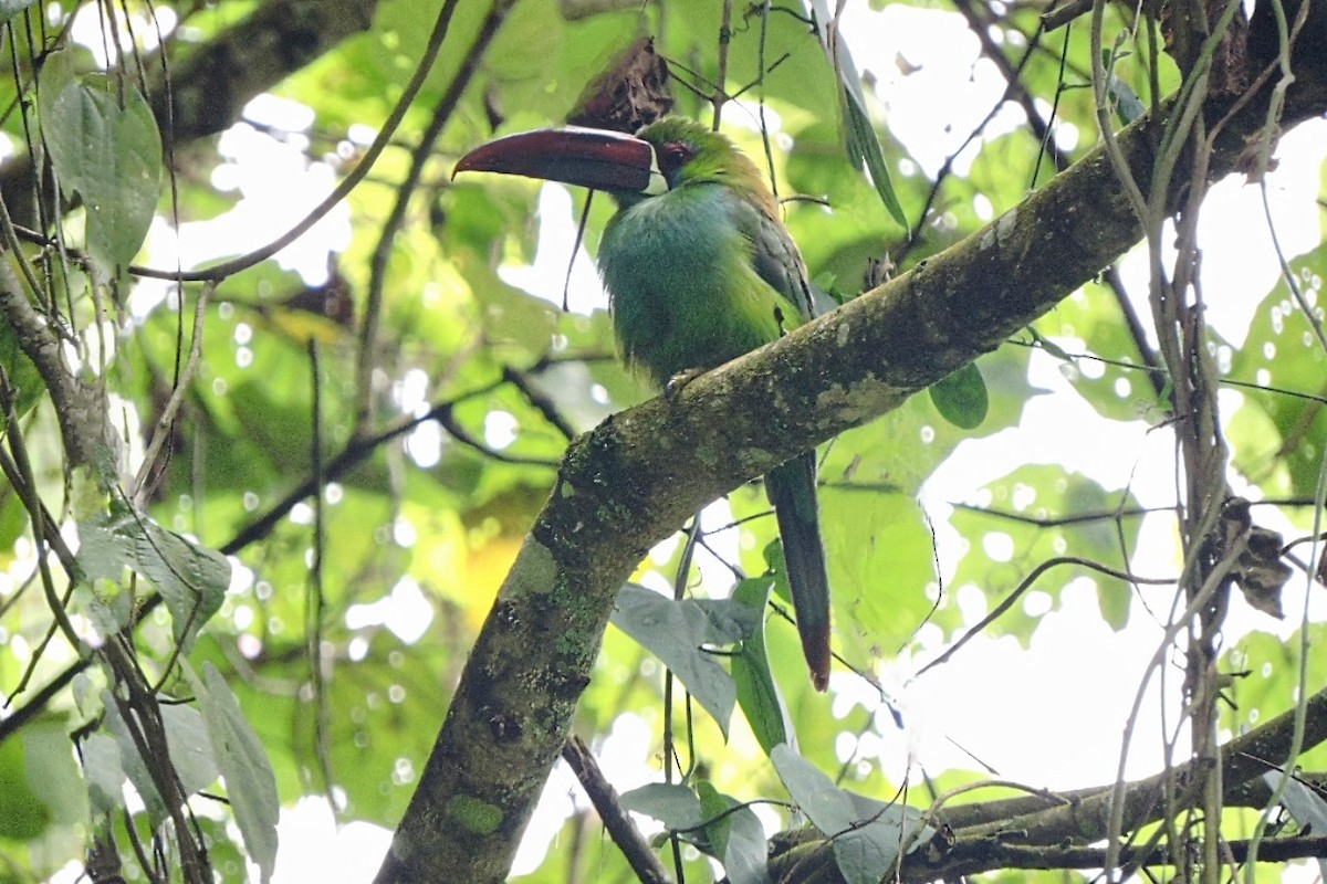 Crimson-rumped Toucanet - ML638329383