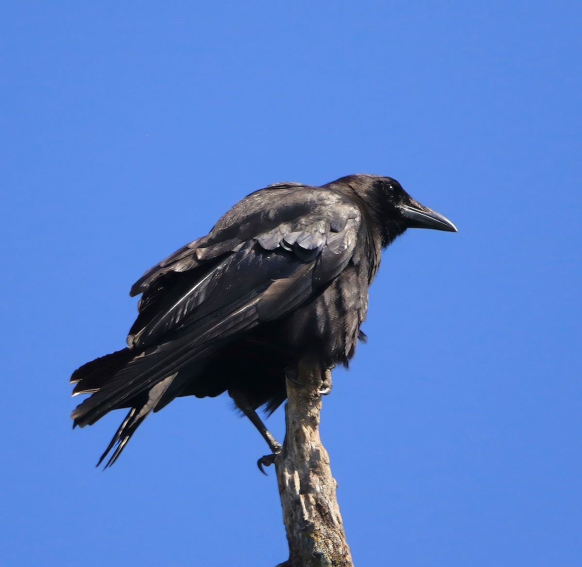 American Crow - ML638329388