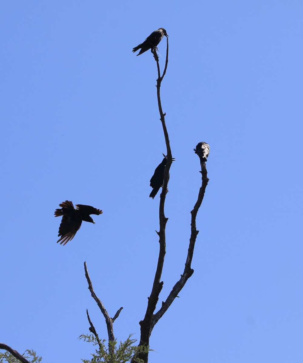 American Crow - ML638329392