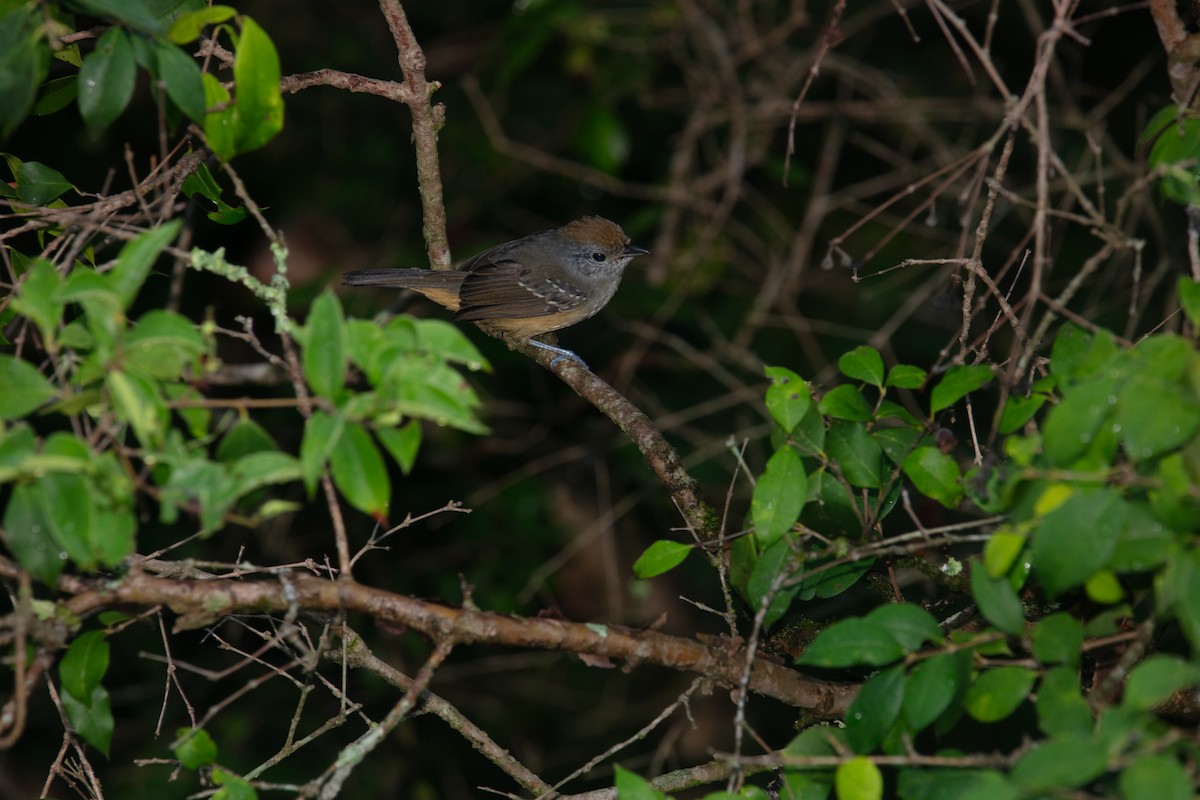 Variable Antshrike - ML638329399