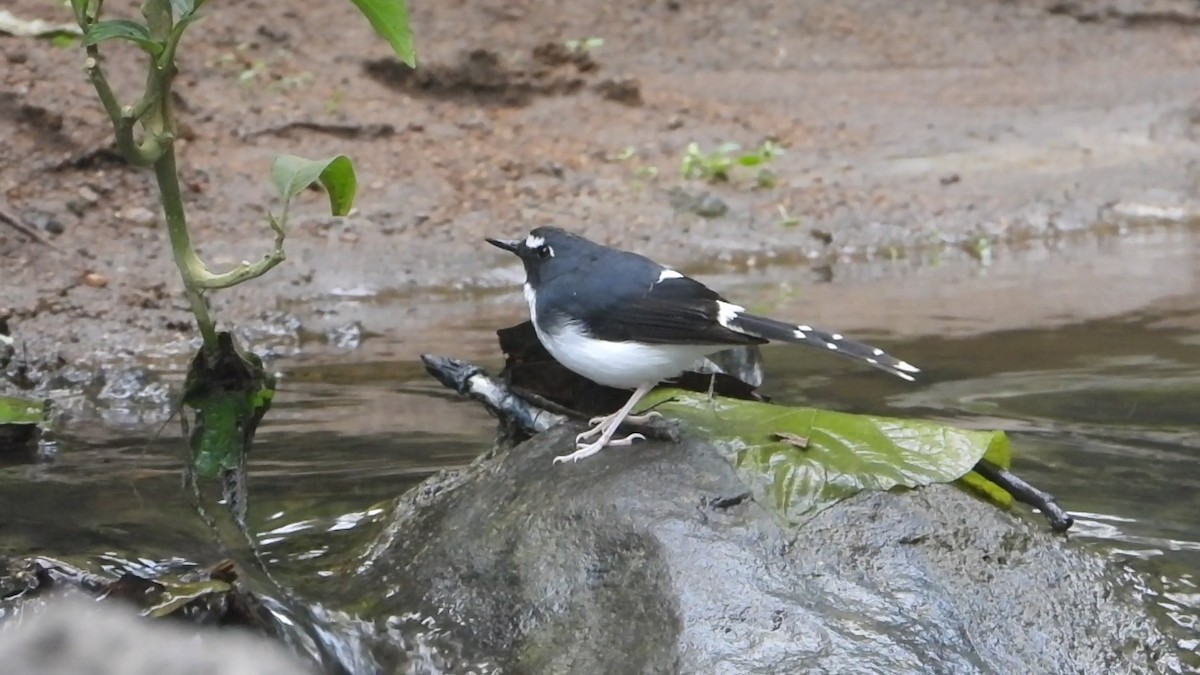Sunda Forktail - ML638329400