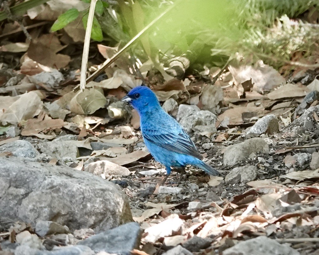 Indigo Bunting - ML638329401