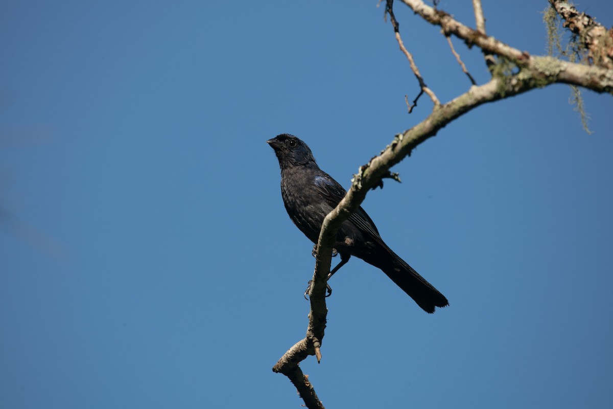 Diademed Tanager - ML638329411