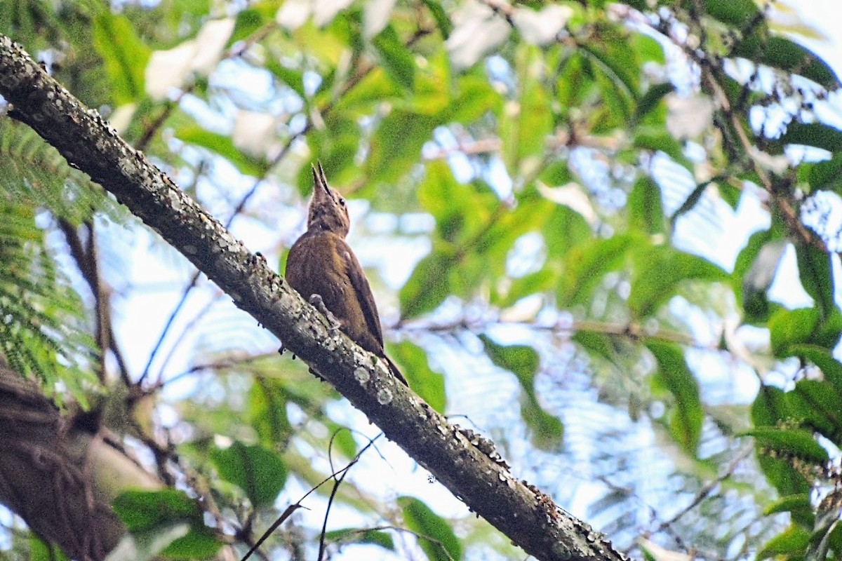 Smoky-brown Woodpecker - ML638329413