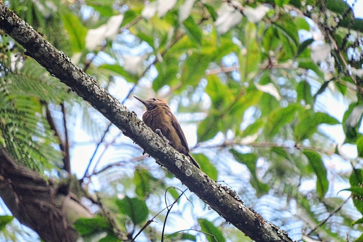 Smoky-brown Woodpecker - ML638329414