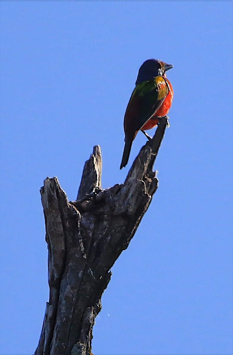 Painted Bunting - ML638329416
