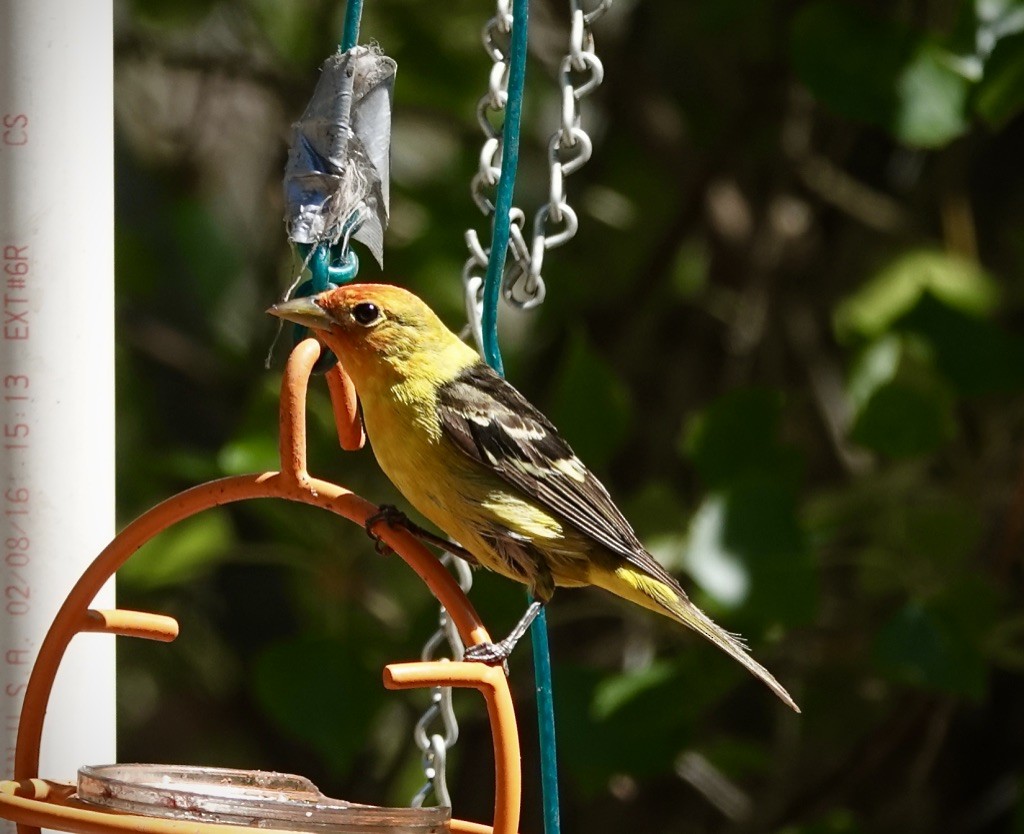 Western Tanager - ML638329419