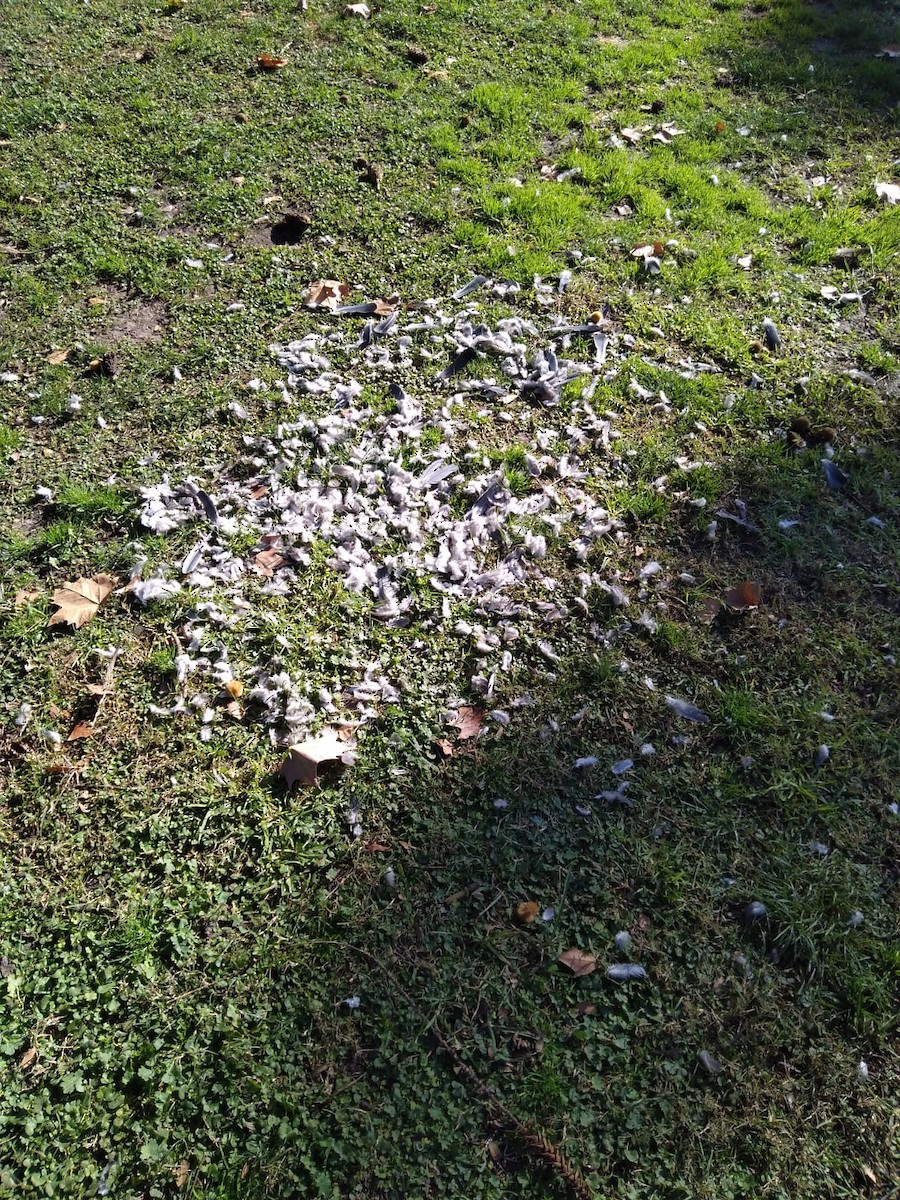 picazurodue - ML638329426