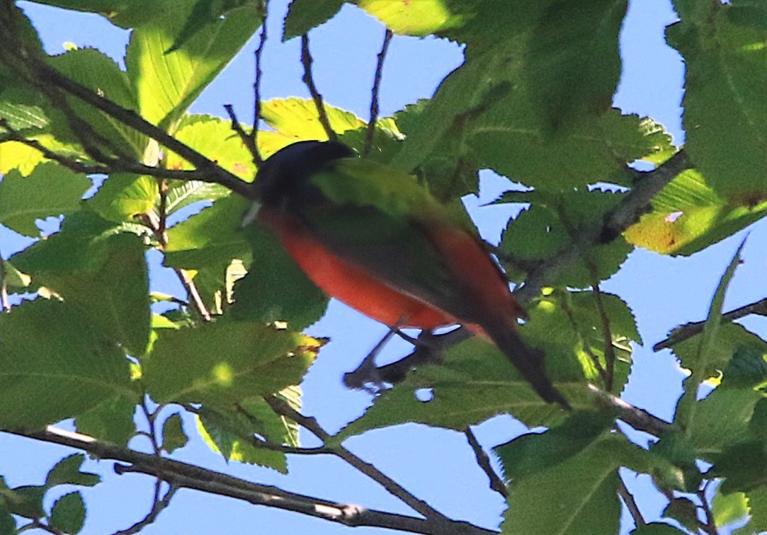 Painted Bunting - ML638329435
