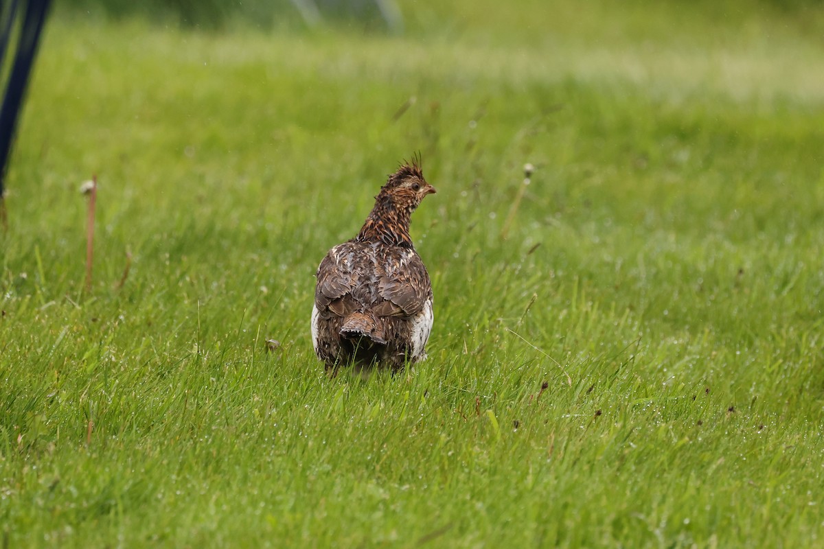 Ruffed Grouse - ML638329437