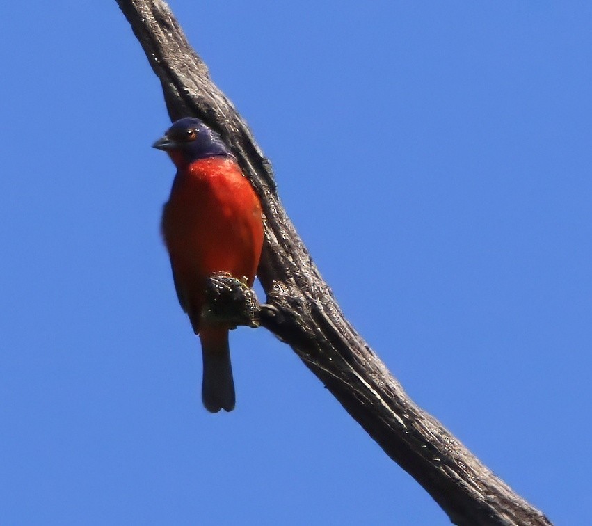 Painted Bunting - ML638329450