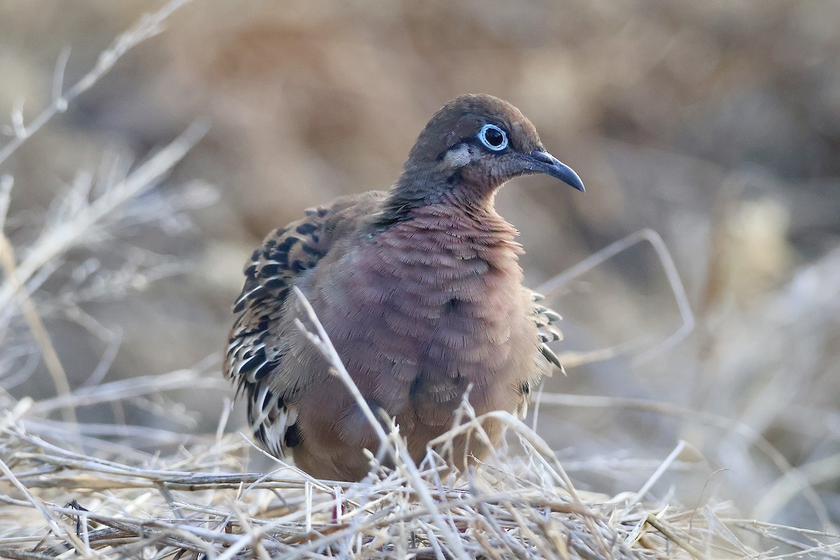 galapagosdue - ML638329458