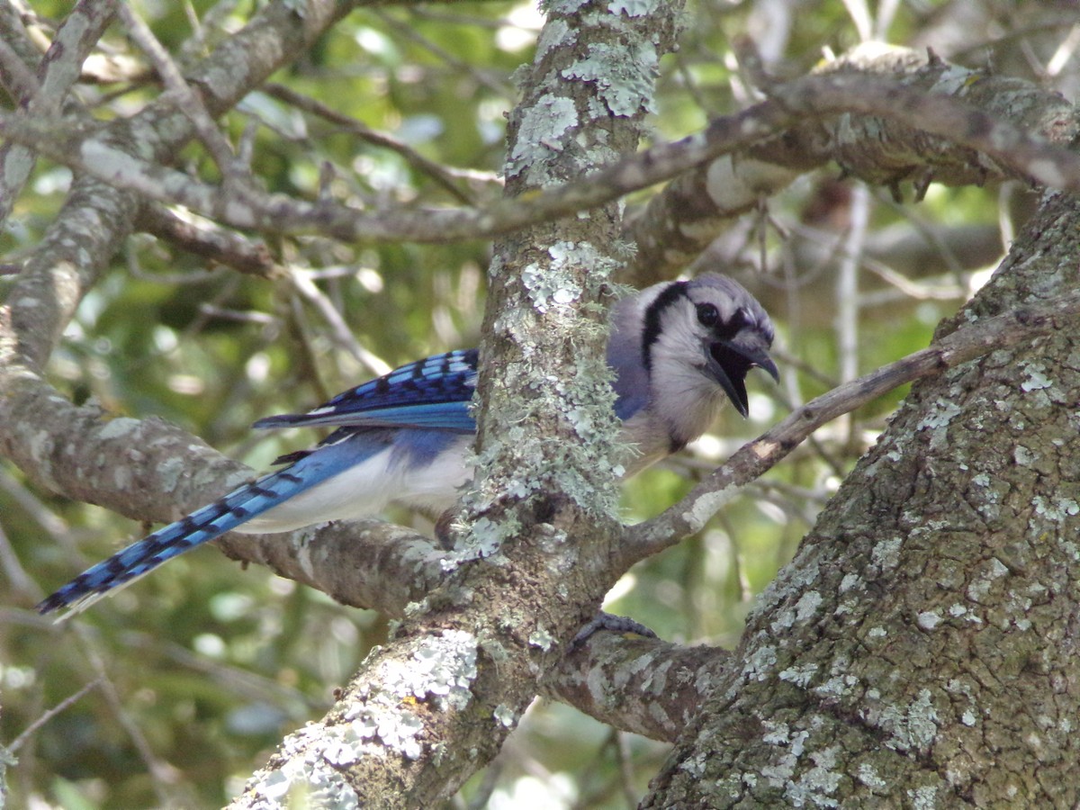 Chara Azul - ML638329472