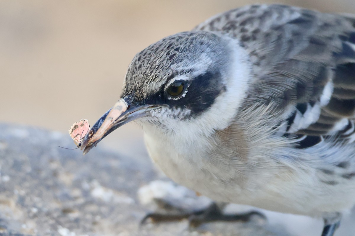 Galapagos Mockingbird - ML638329483
