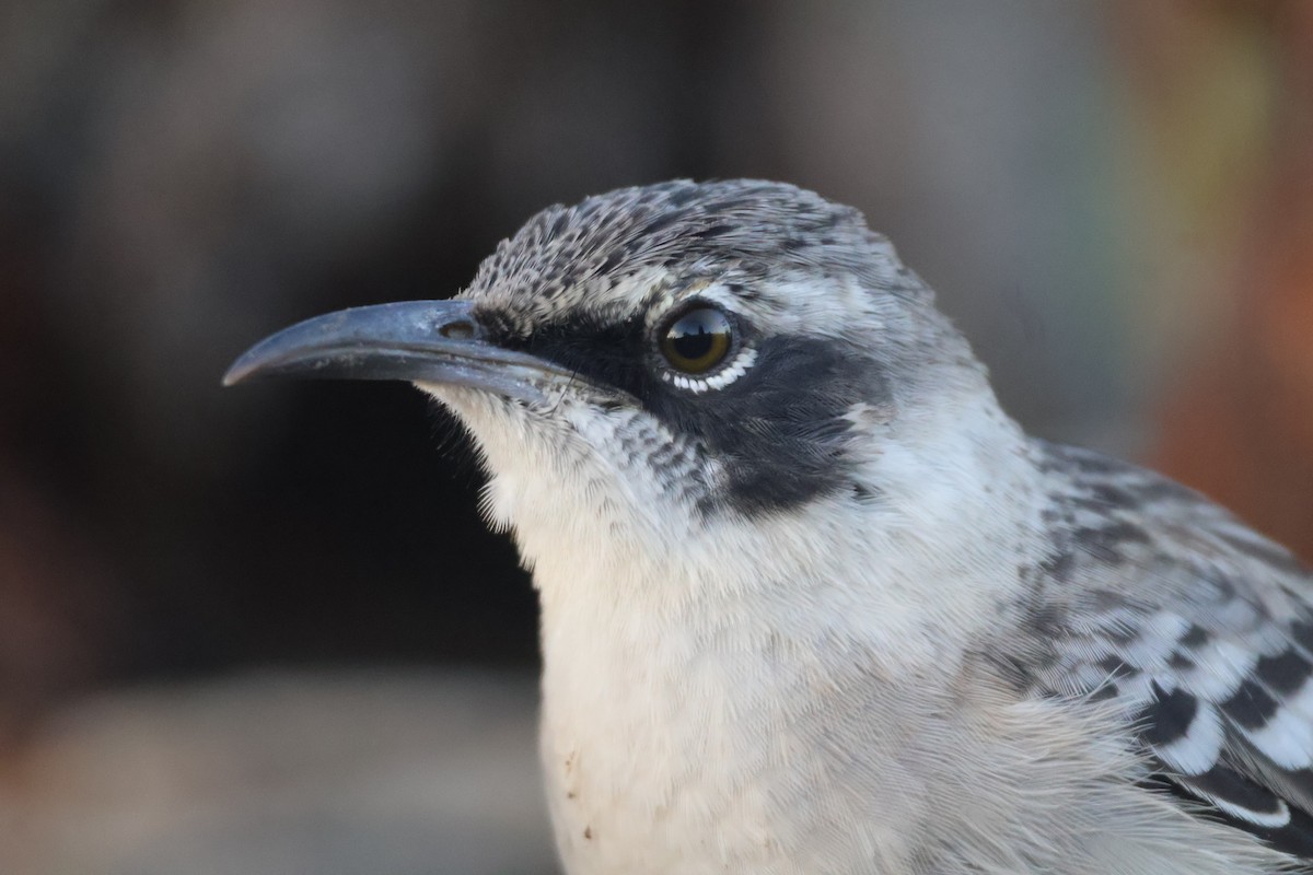 Galapagos Mockingbird - ML638329484