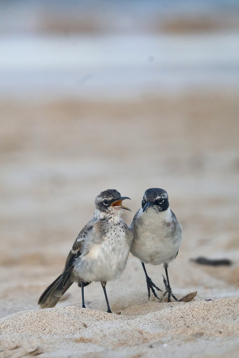 Galapagos Mockingbird - ML638329486