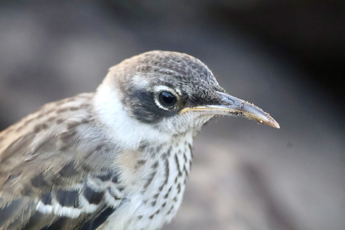 Galapagos Mockingbird - ML638329487