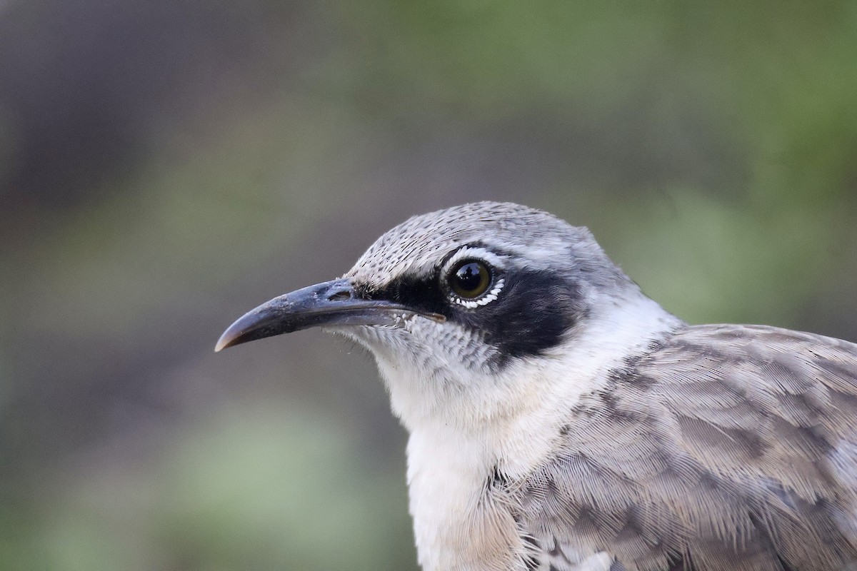 Galapagos Mockingbird - ML638329488