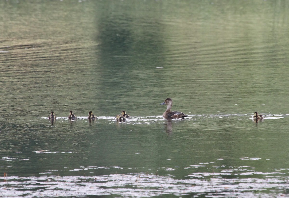 Ring-necked Duck - ML638329494