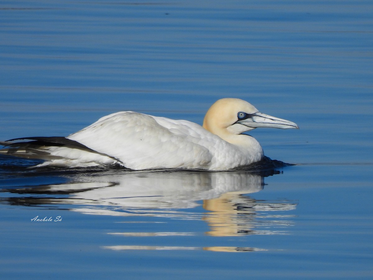 Northern Gannet - ML638329511