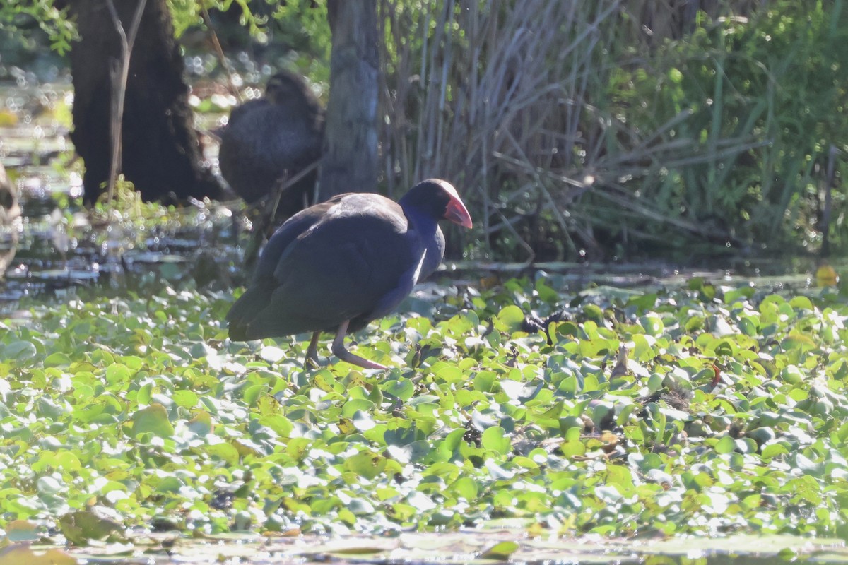 Australasian Swamphen - ML638329513