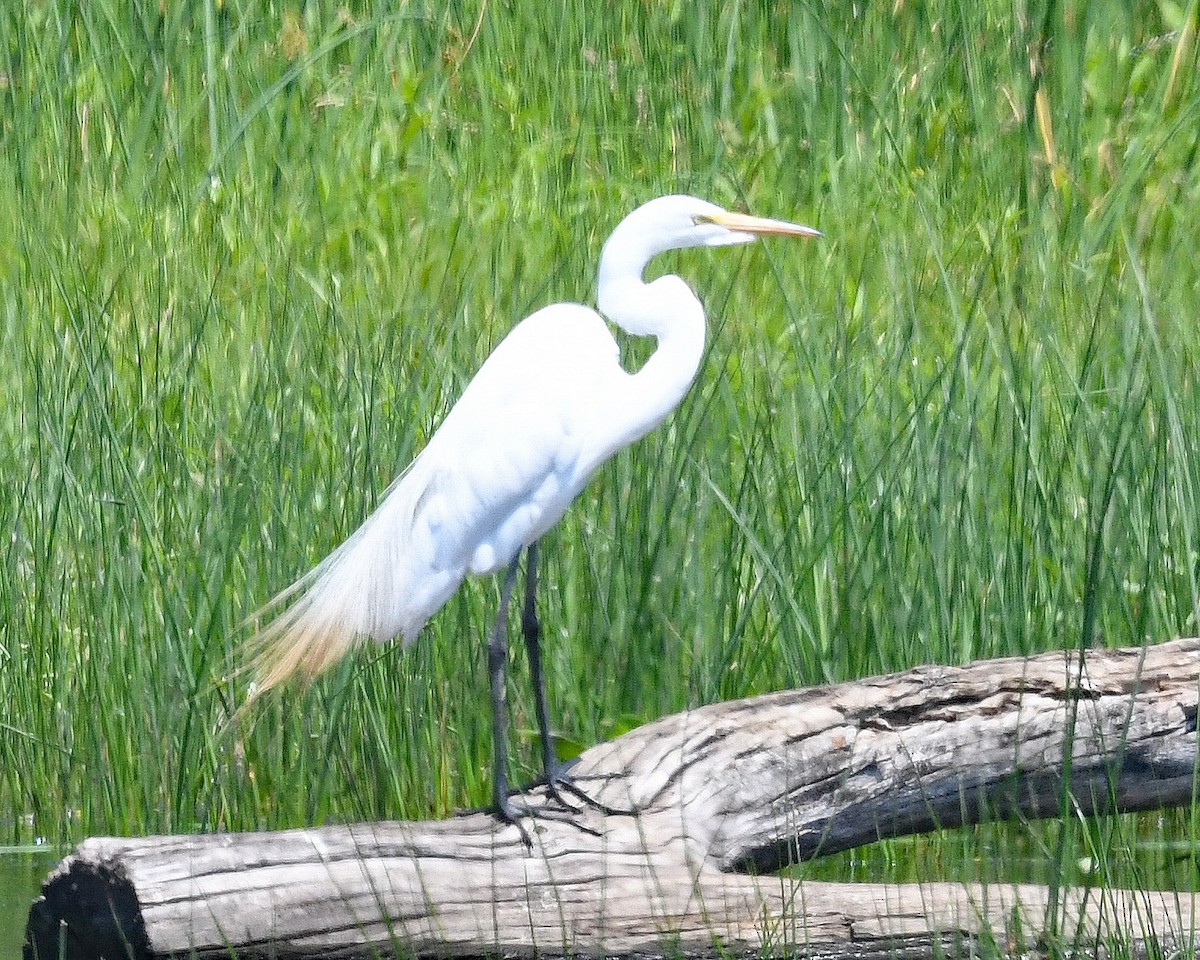 egretthegre - ML638329517