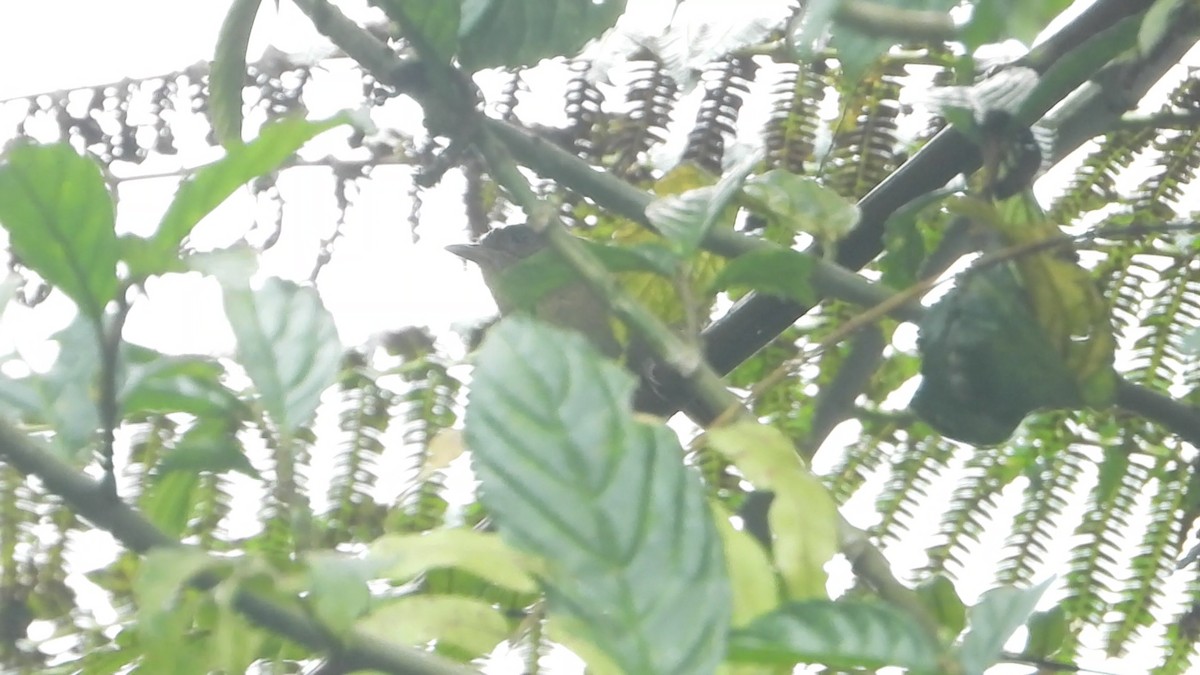 Javan Fulvetta - ML638329518