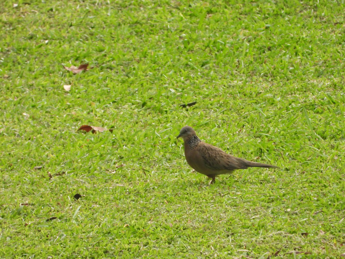 Spotted Dove - ML638329524