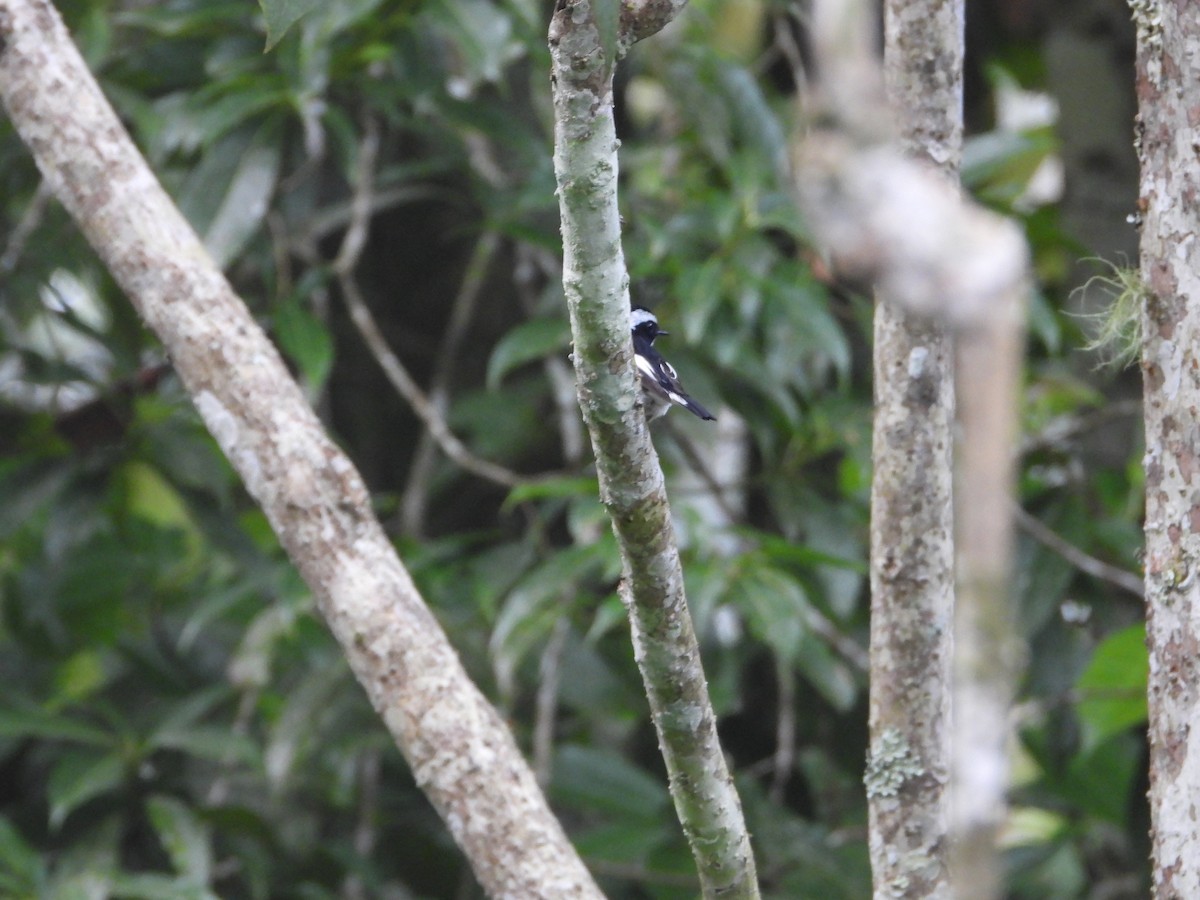 Little Pied Flycatcher - ML638329532