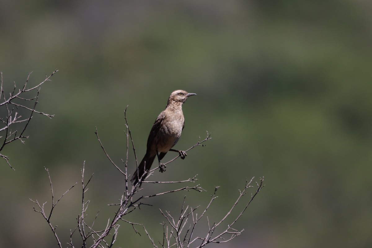 Chilean Mockingbird - ML638329544
