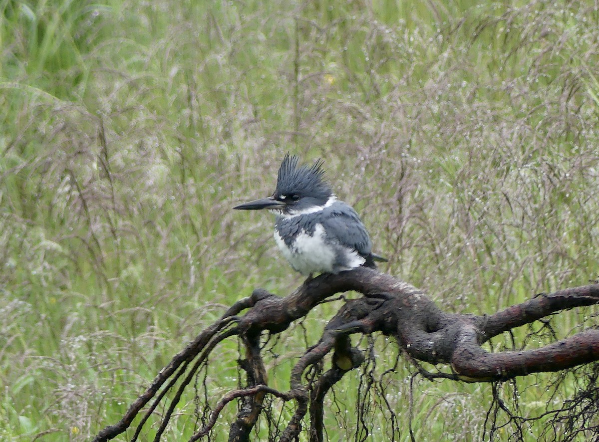 Belted Kingfisher - ML638329546