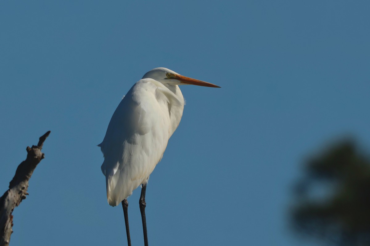 egretthegre - ML638329550