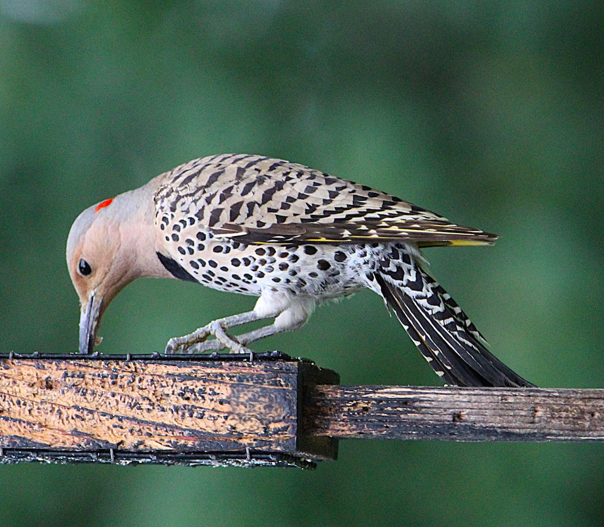 Northern Flicker (Yellow-shafted) - ML638329552