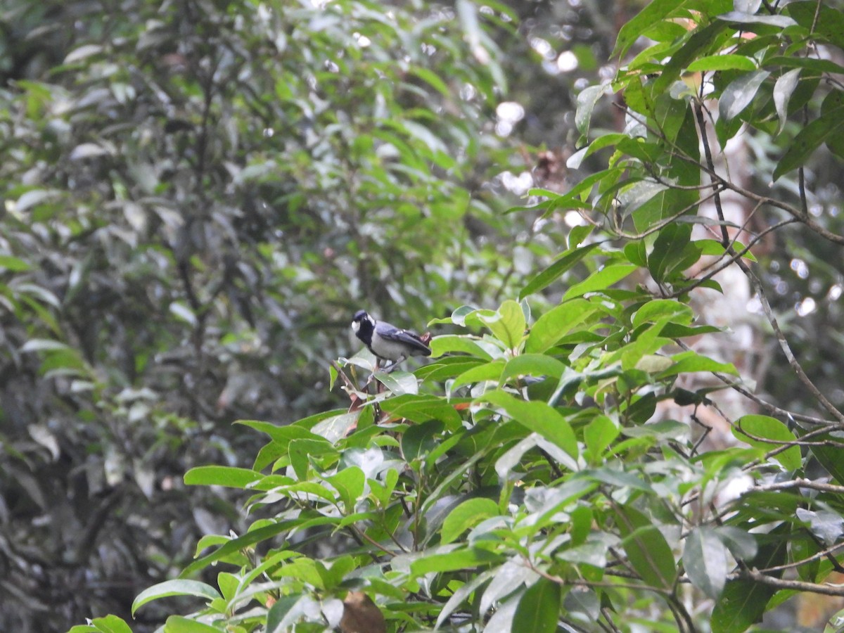 Asian Tit - ML638329553