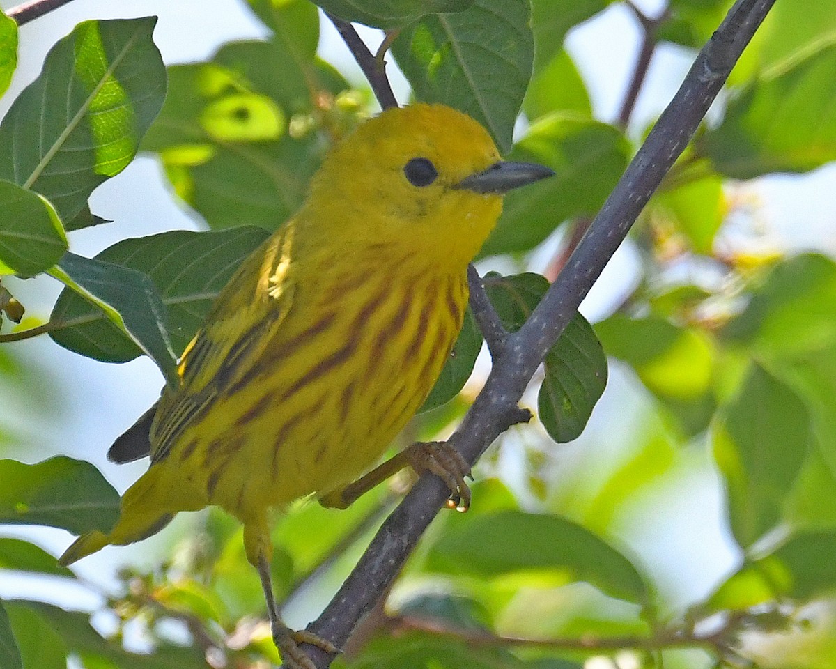 gulparula (aestiva gr.) - ML638329554