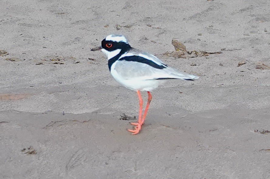 Pied Plover - ML638329570