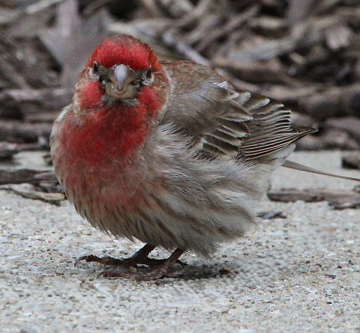 House Finch - ML638329571