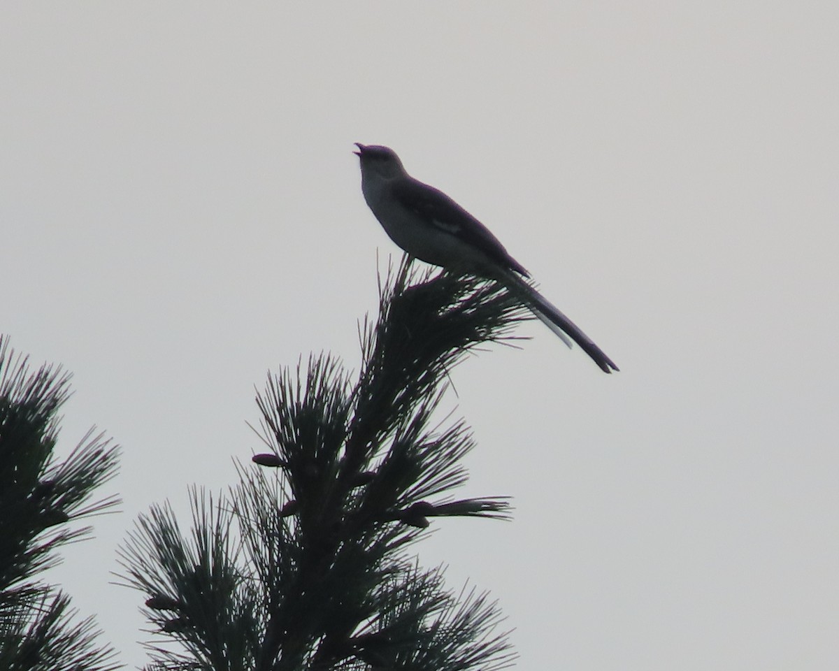 Northern Mockingbird - ML638329573