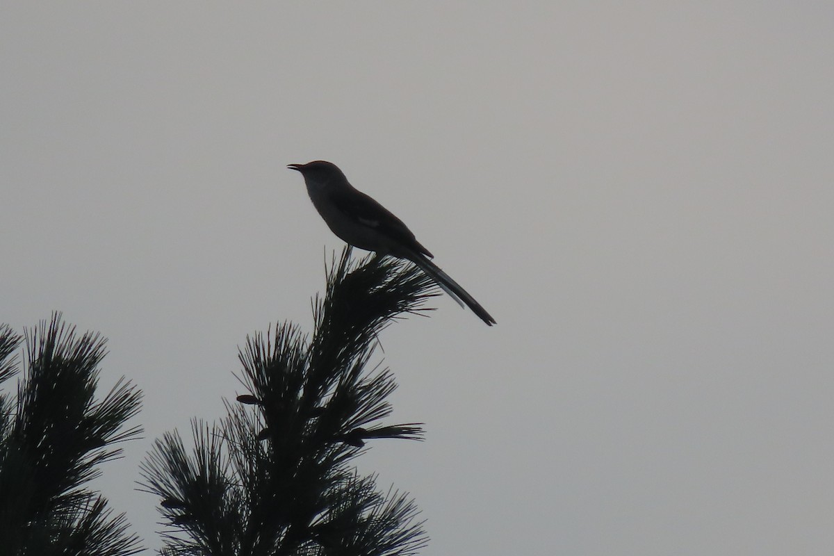 Northern Mockingbird - ML638329574