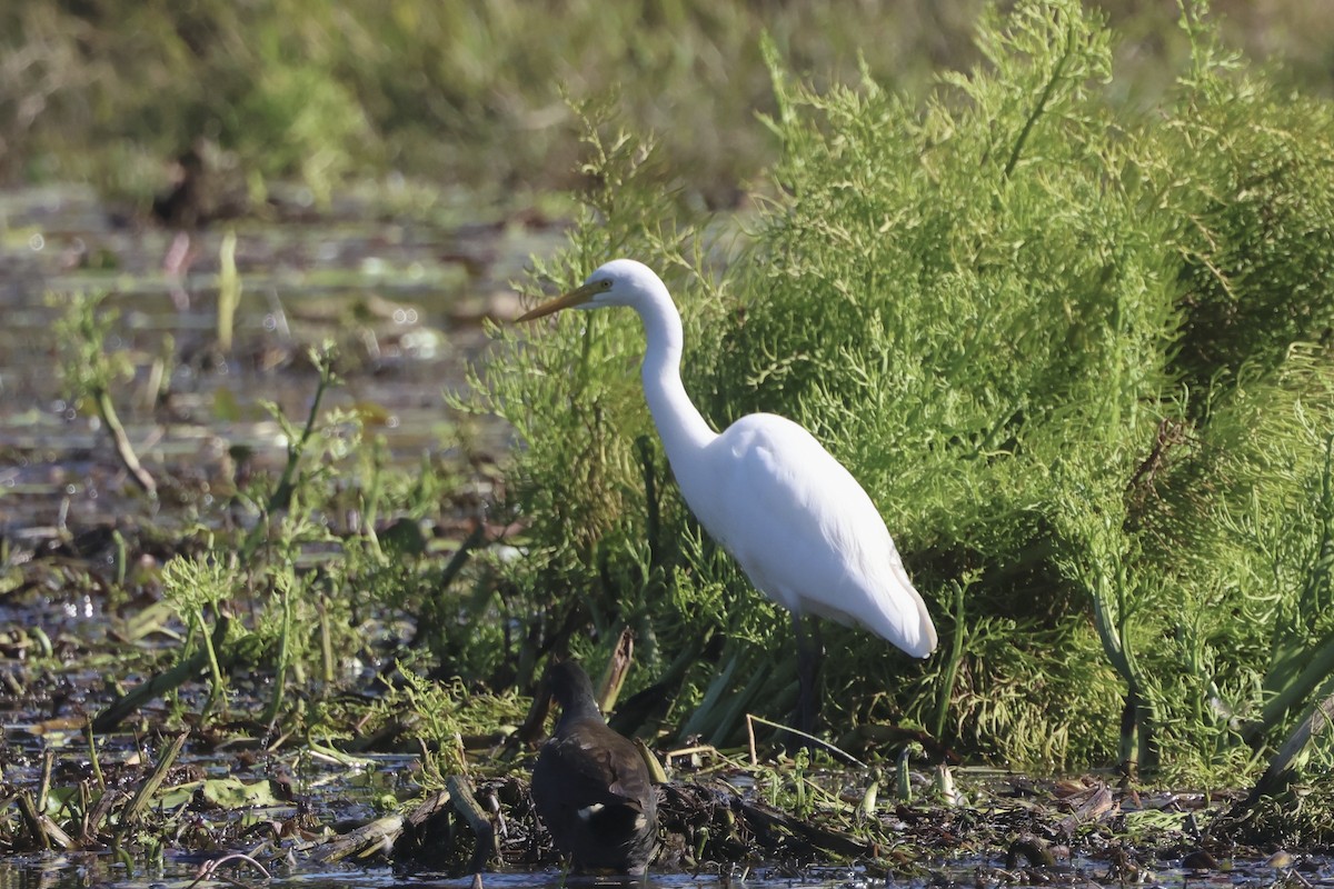 Plumed Egret - ML638329576