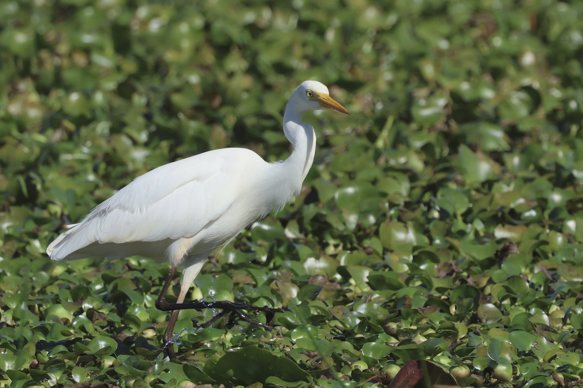 Plumed Egret - ML638329577
