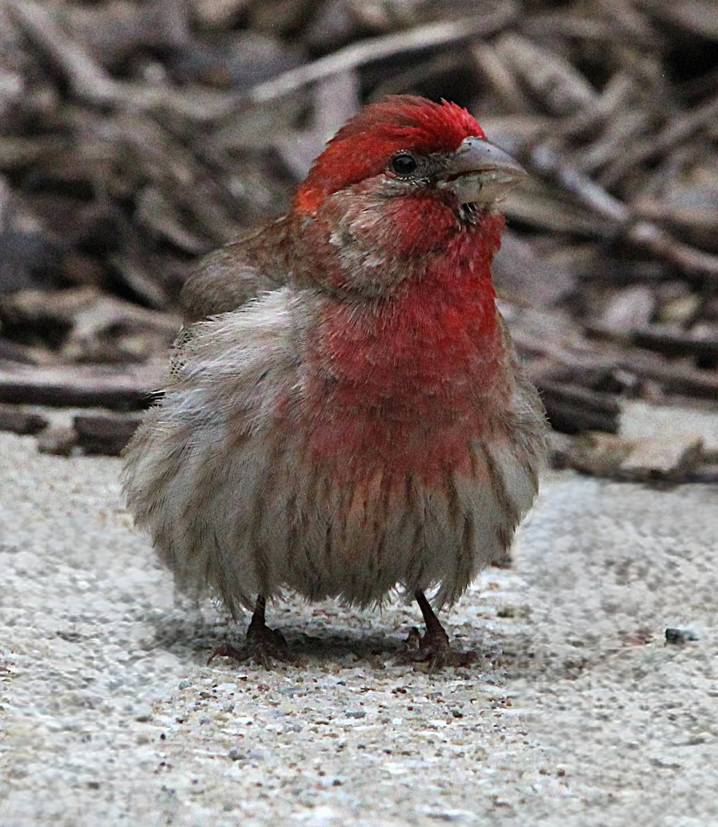 House Finch - ML638329578