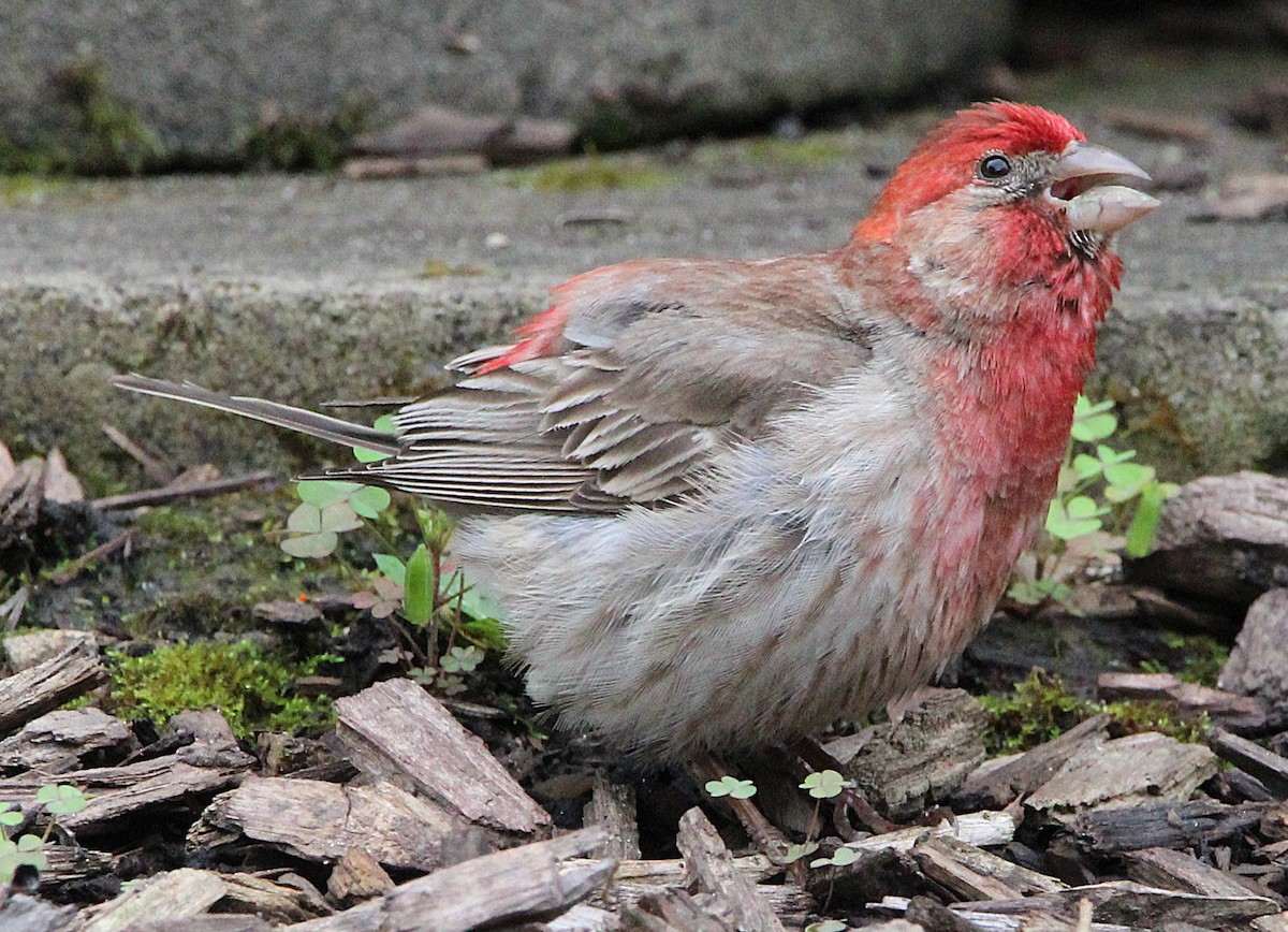 House Finch - ML638329580