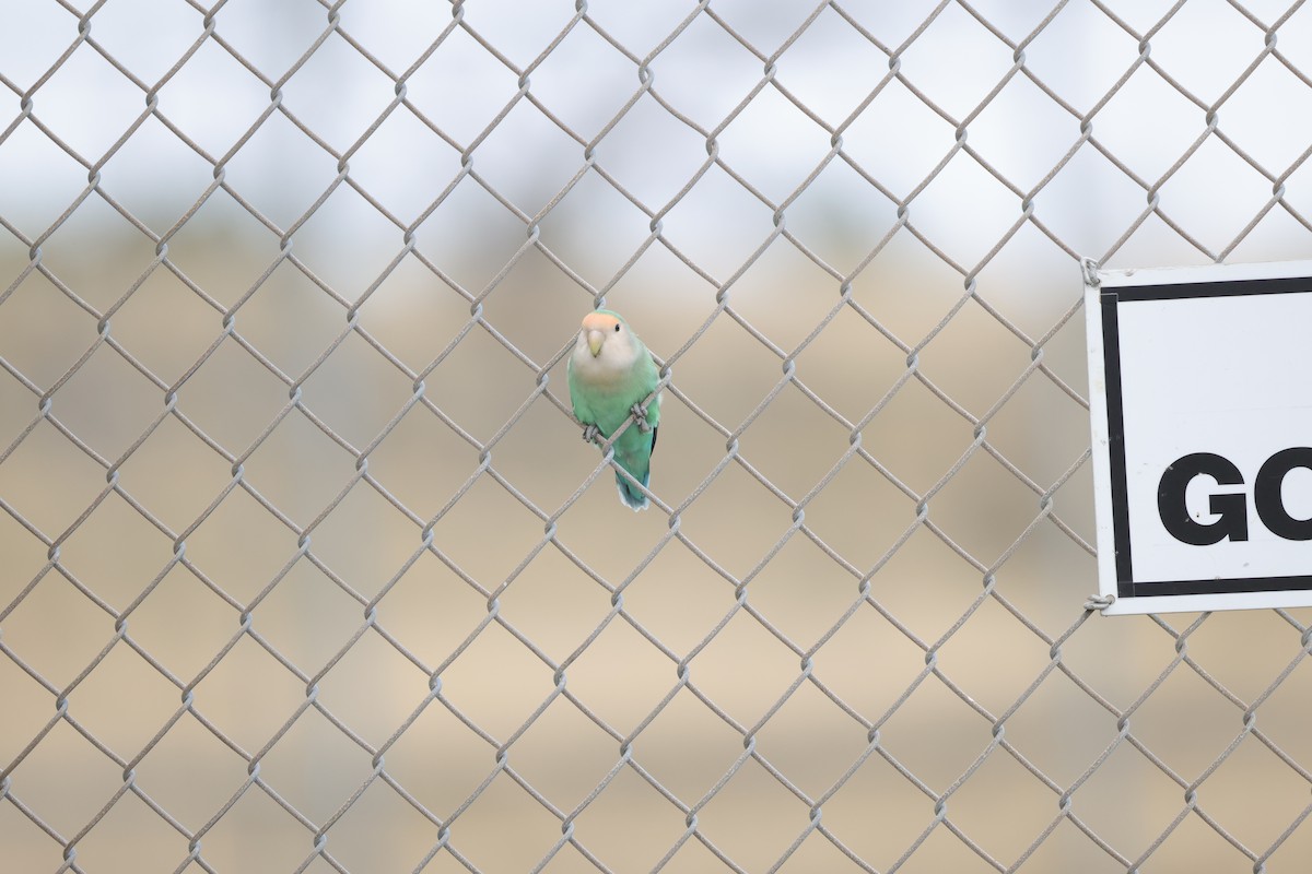 Rosy-faced Lovebird - ML638329581