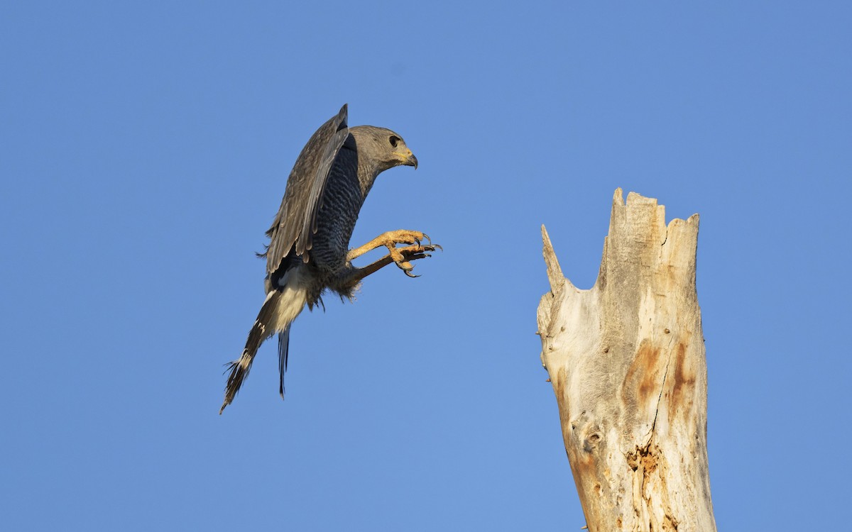 Gray Hawk - ML638329582