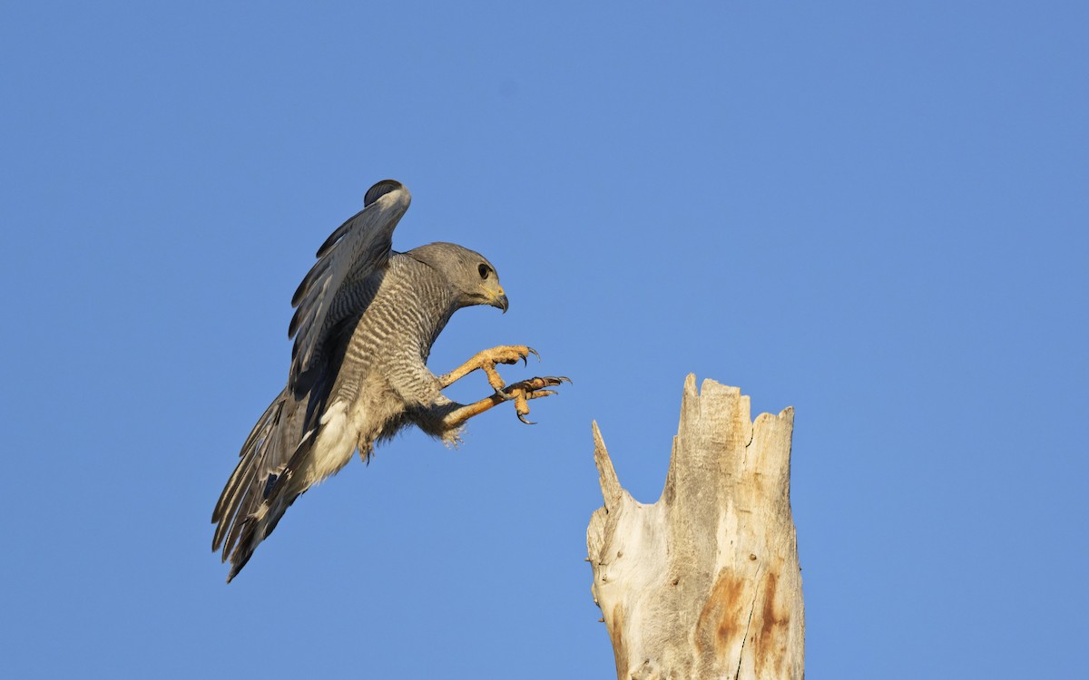 Gray Hawk - ML638329583