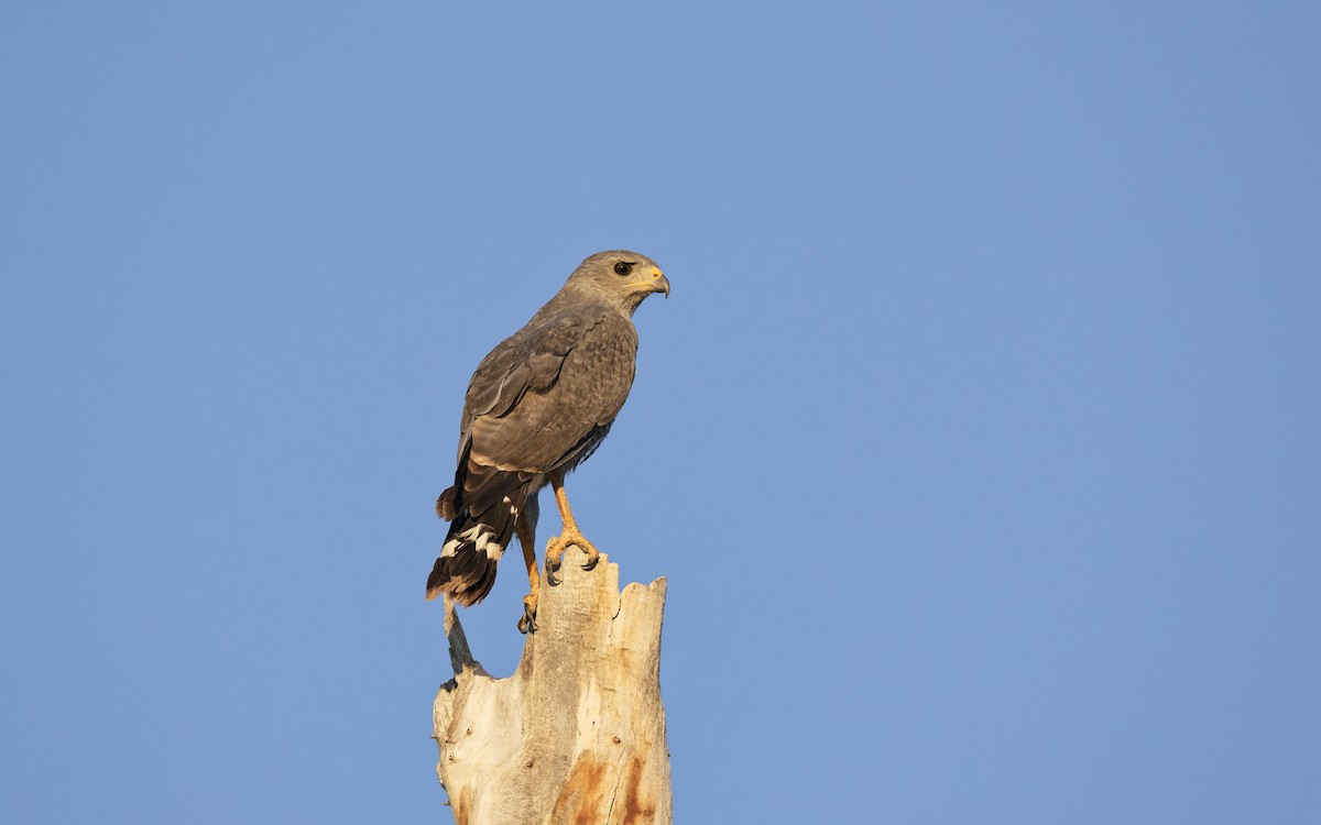 Gray Hawk - ML638329584