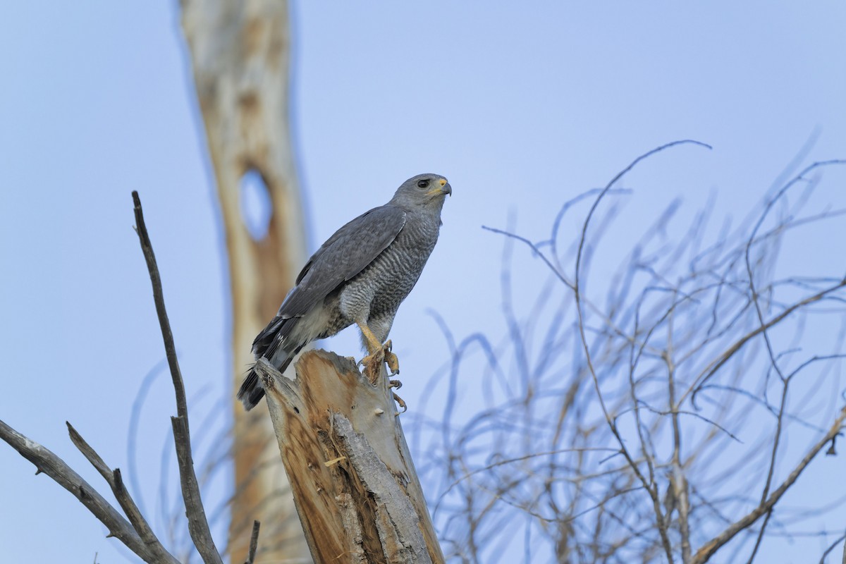 Gray Hawk - ML638329586